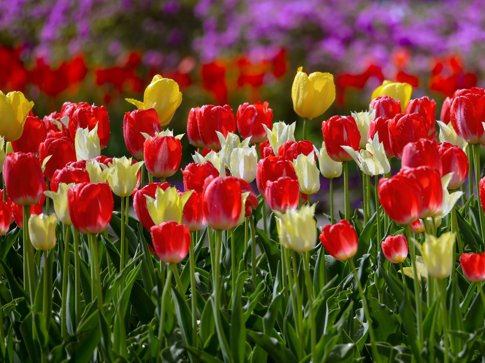 Желтые и красные тюльпаны на клумбе весной