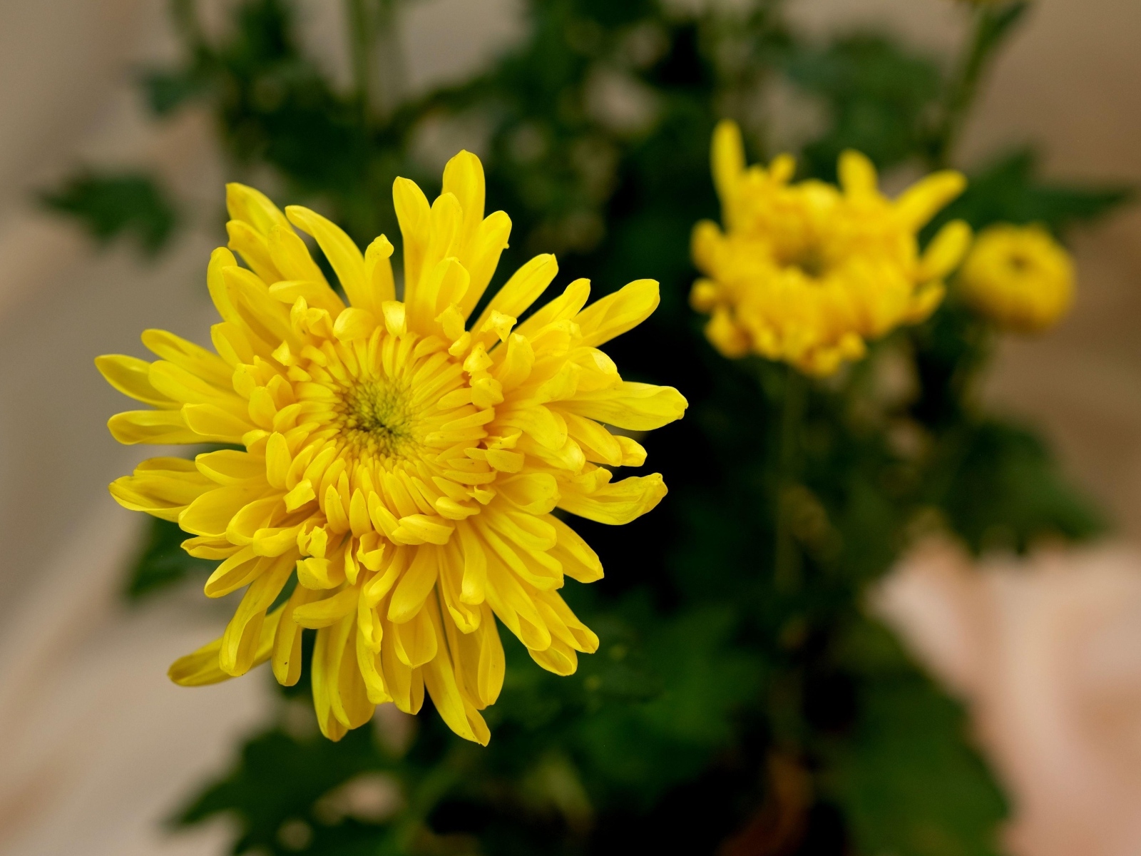 Желтый цветок хризантемы с бутонами