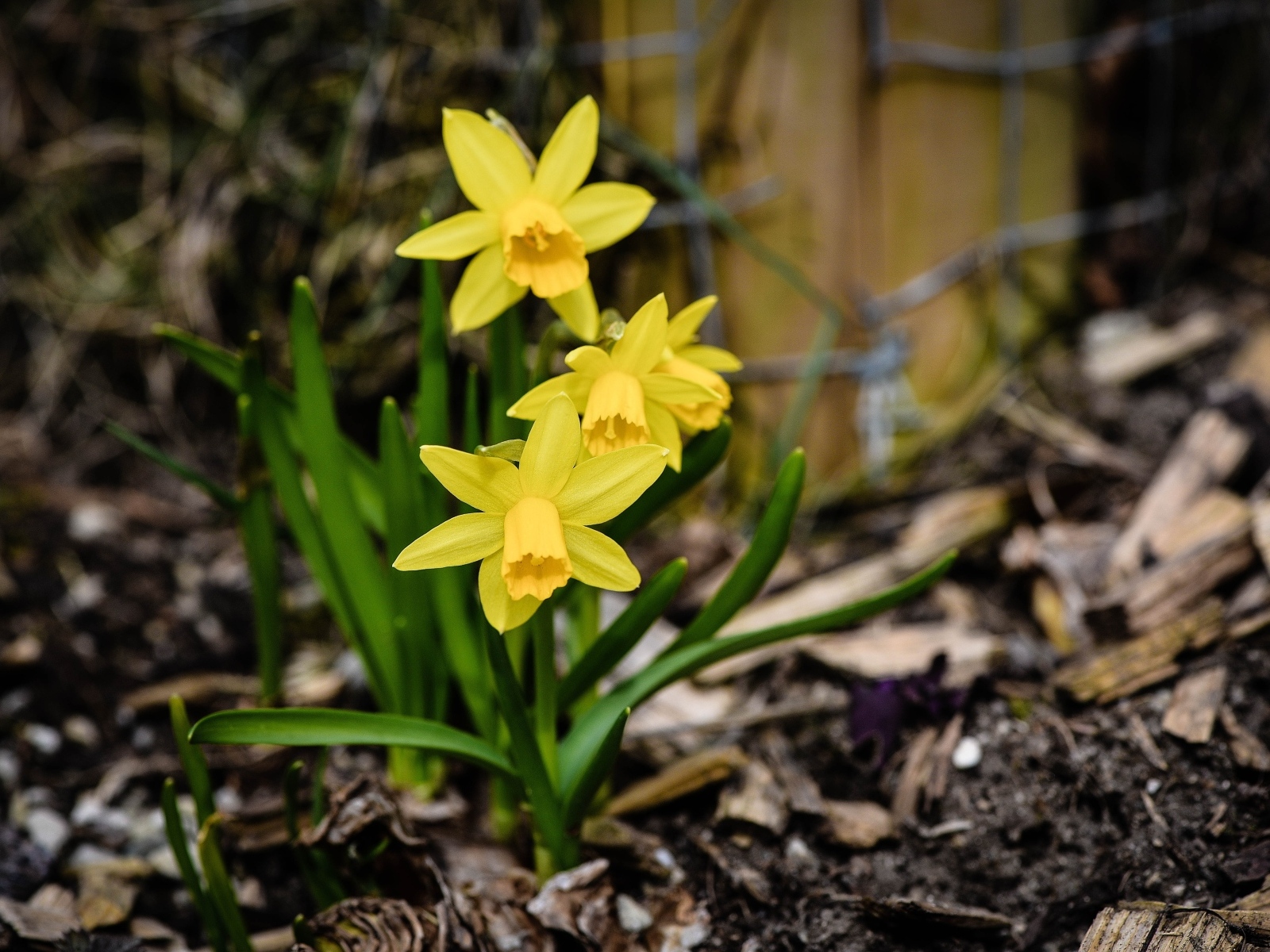Желтые нарциссы с зелеными листьями на земле весной