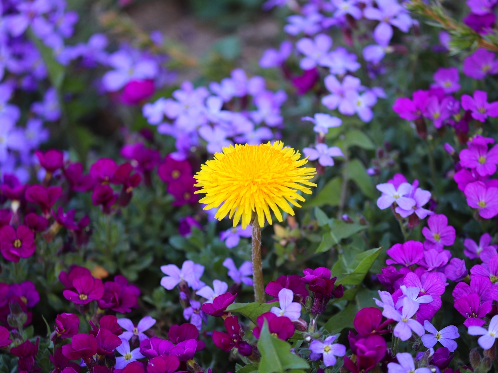 Желтый одуванчик в розовых цветах фиалки