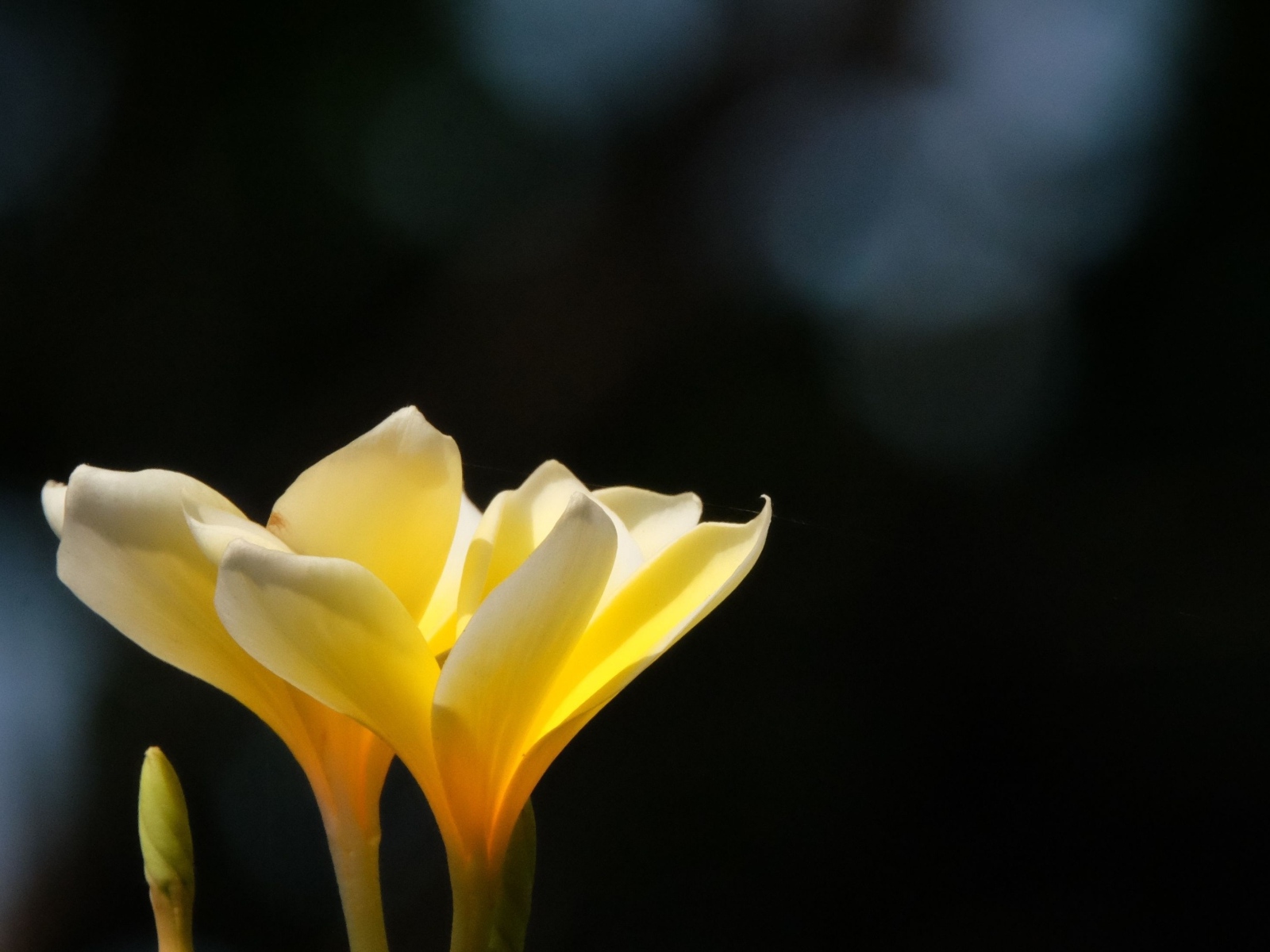 Желтые нежные цветы плюмерия крупным планом