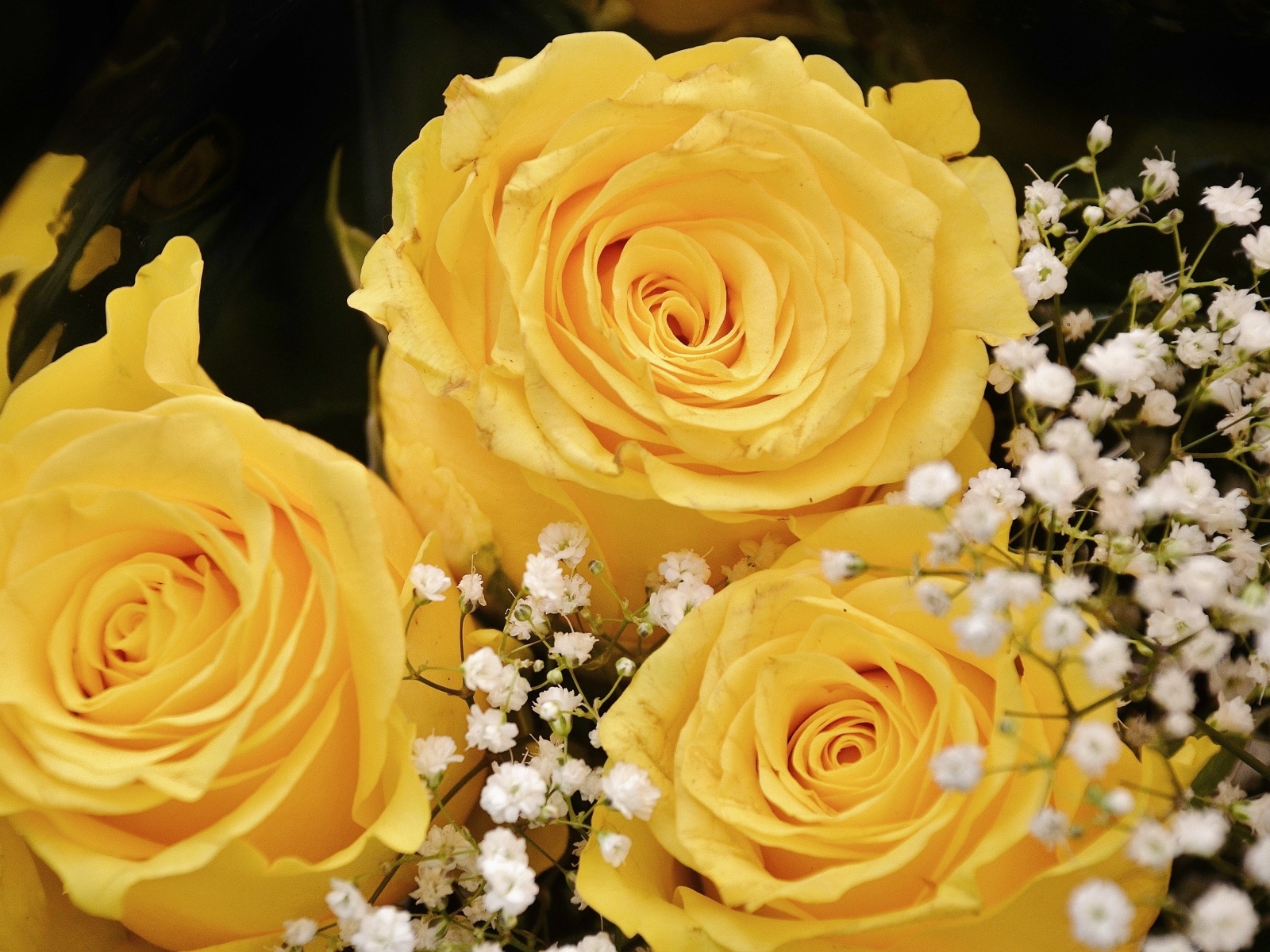 Желтые розы с белыми цветами гипсофилы