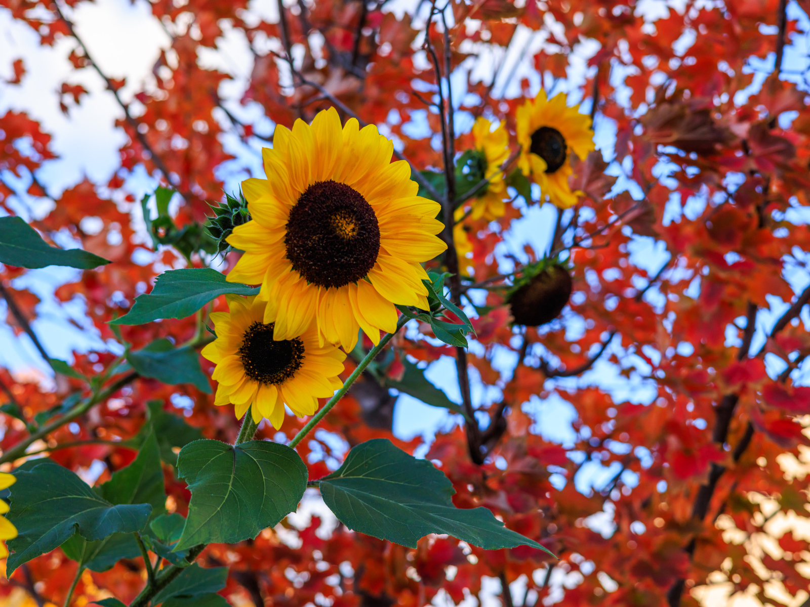 Желтые подсолнухи на фоне дерева с желтыми листьями