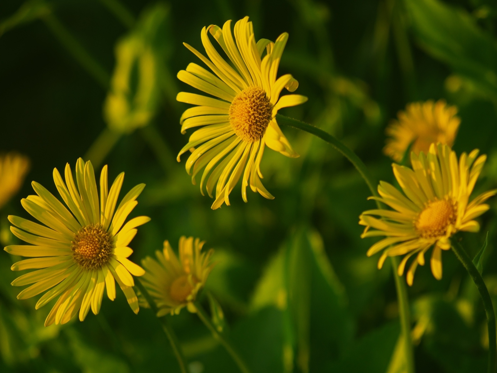 Желтые полевые цветы крупным планом