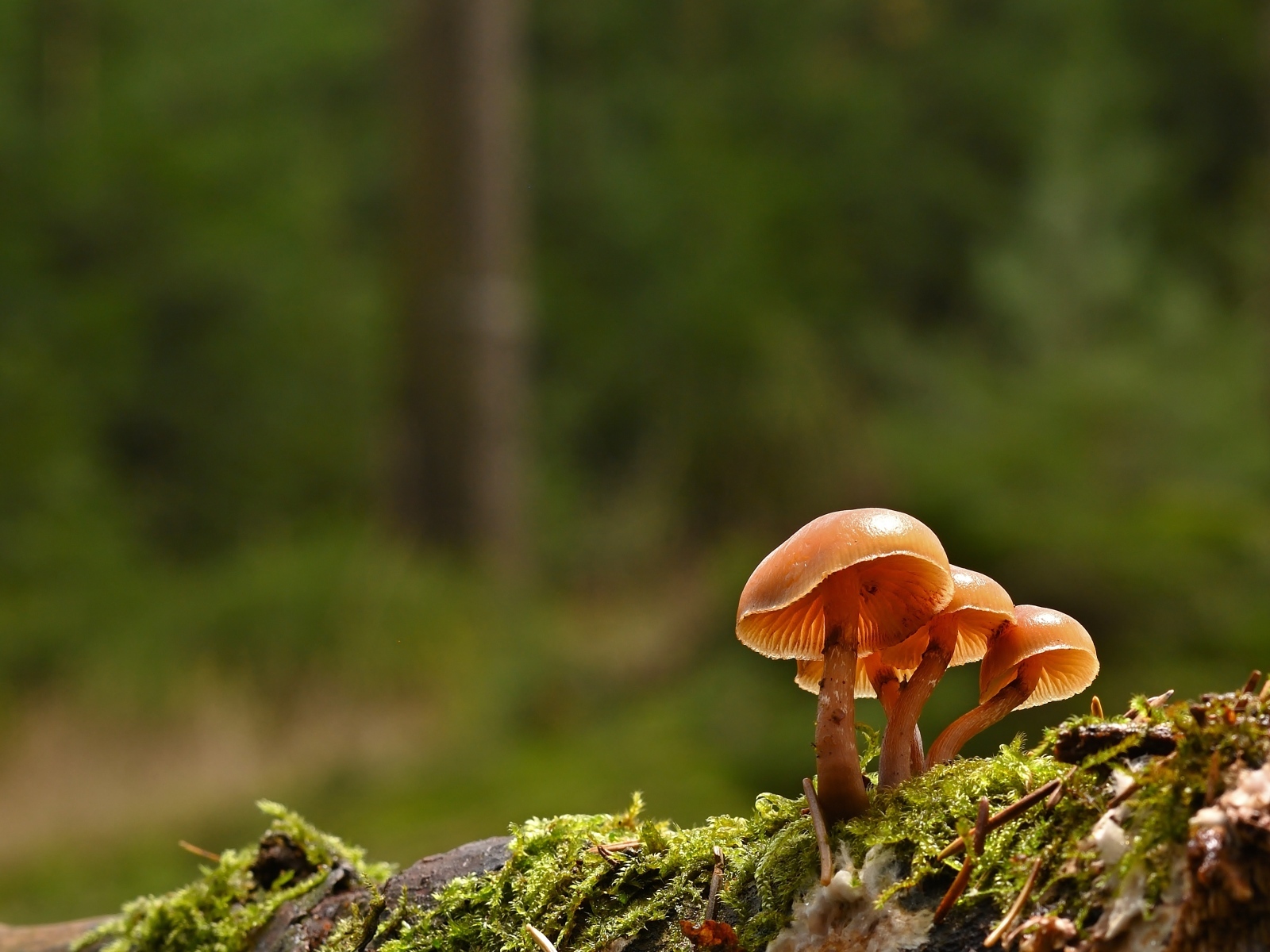 Пластинчатые грибы на покрытой мхом земле