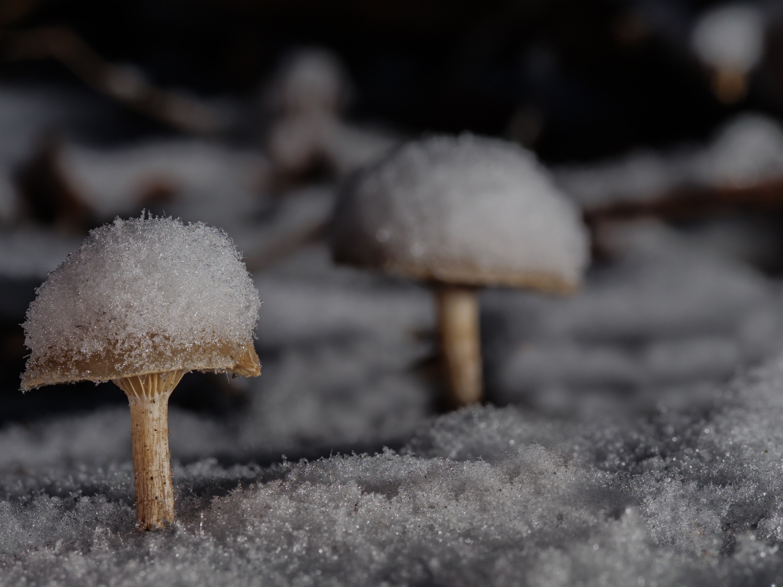 Грибы в снегу в лесу зимой