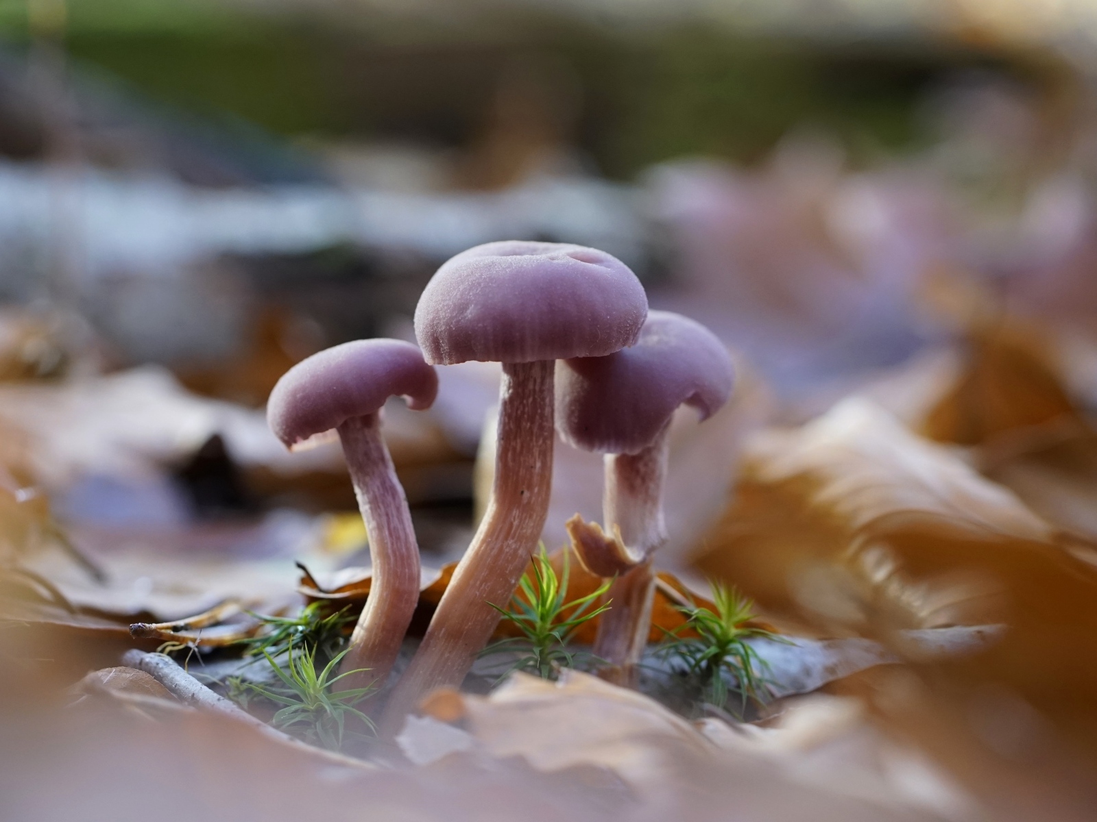 Маленькие грибы Лаковица аметистовая в листьях