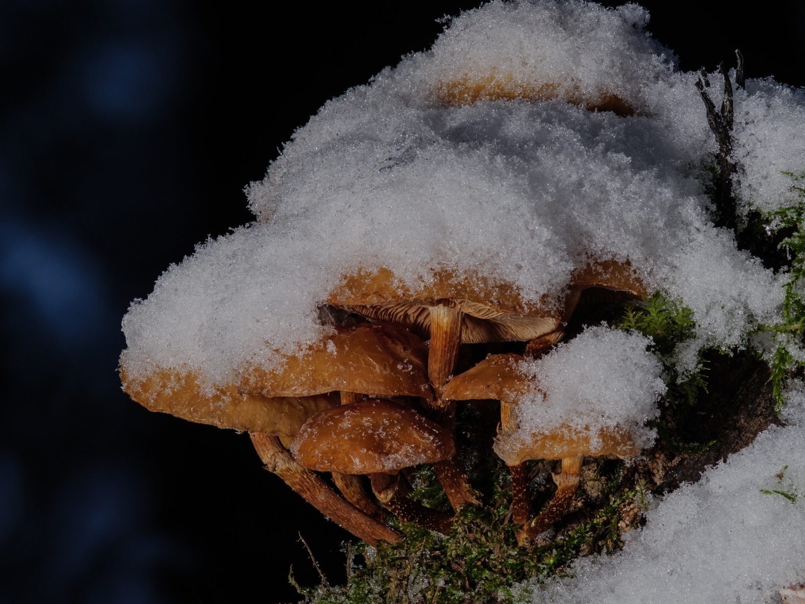 Маленькие грибы под снегом в лесу