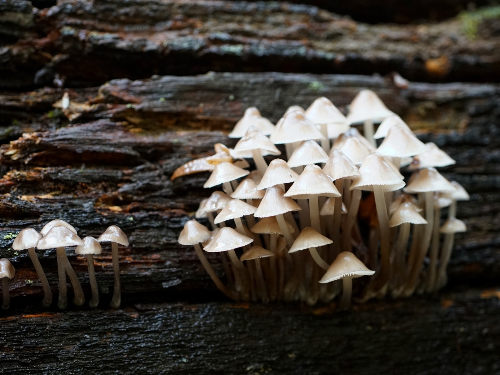 Маленькие дикие ядовитые грибы на дереве