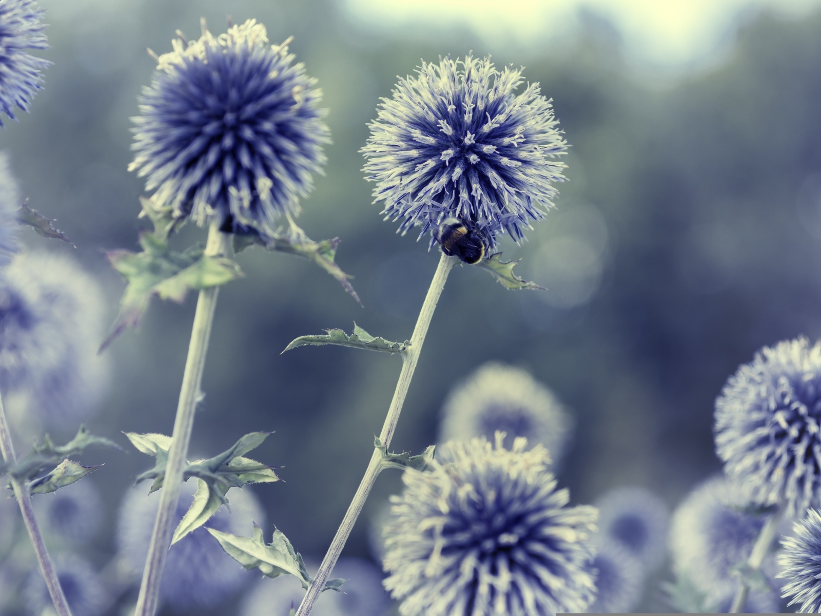 Колючие шарики чертополоха крупным планом