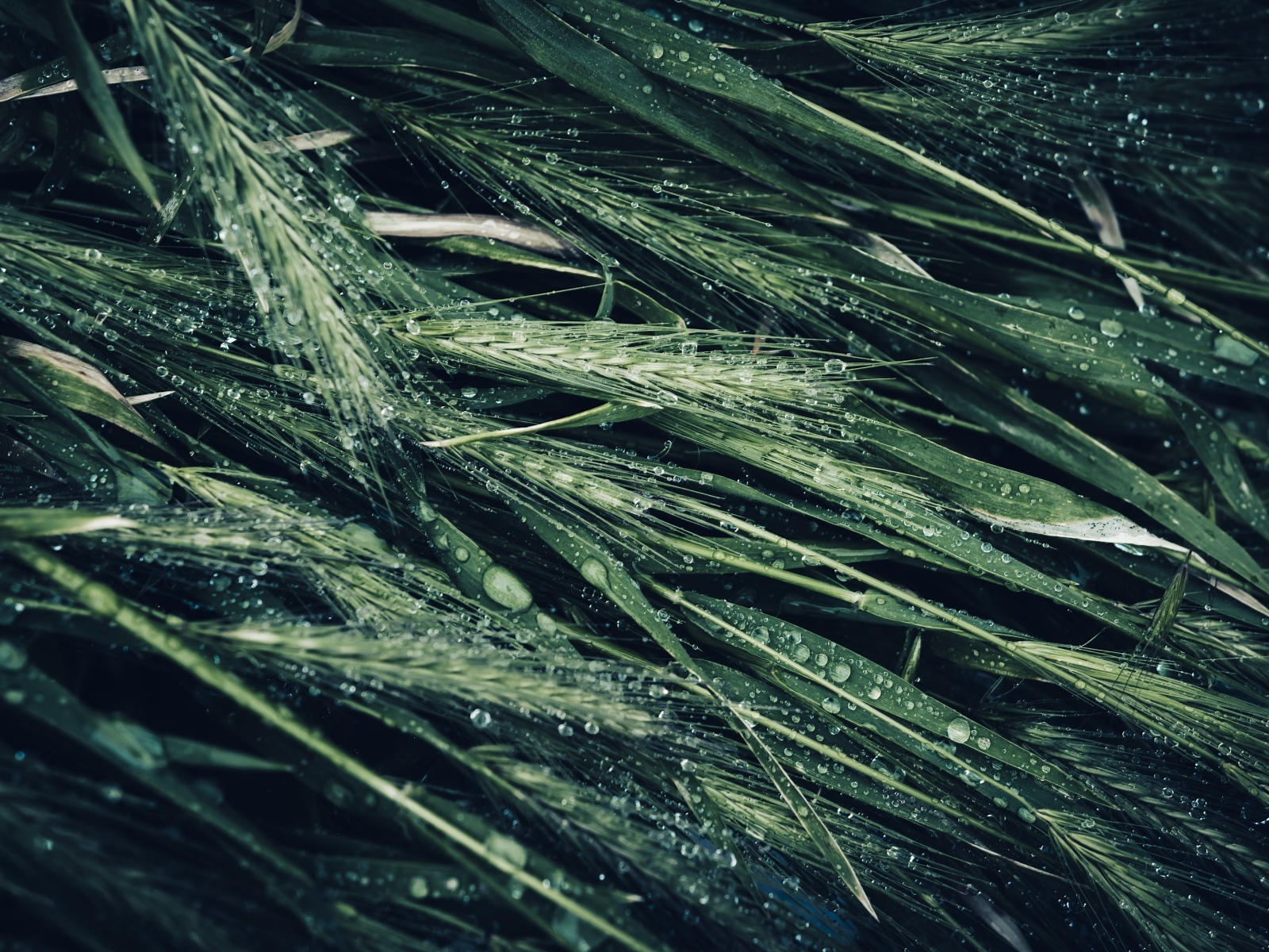 Зеленые колосья травы в каплях дождя