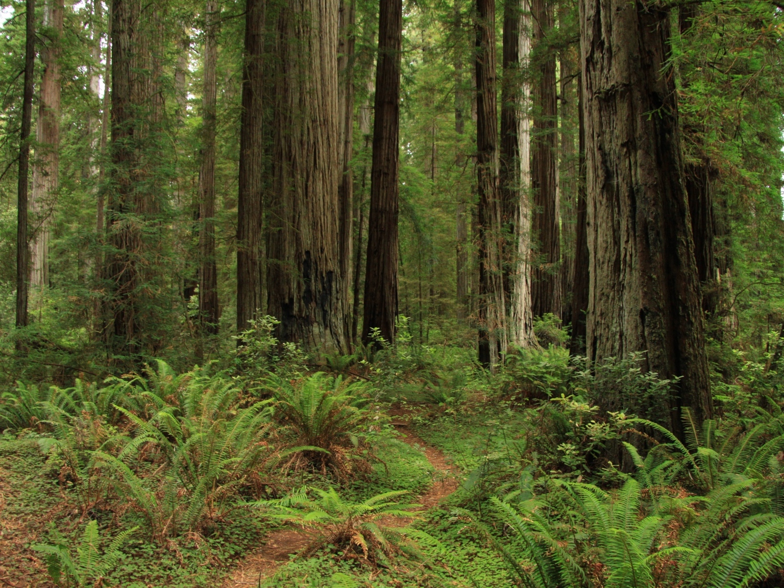 Зеленый папоротник с деревьями в лесу
