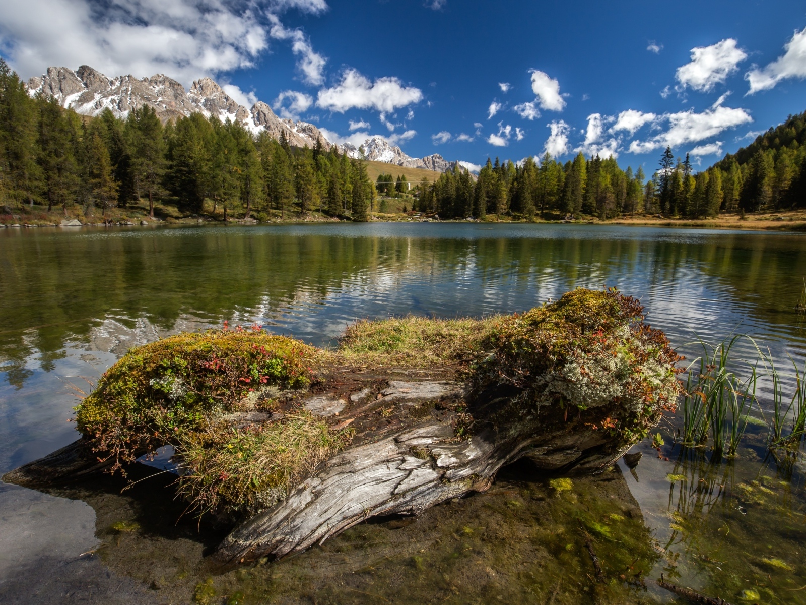 Сухое дерево на берегу озера в горах 