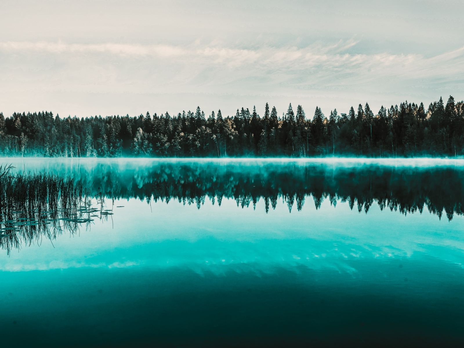 Туман над холодным озером у хвойного леса