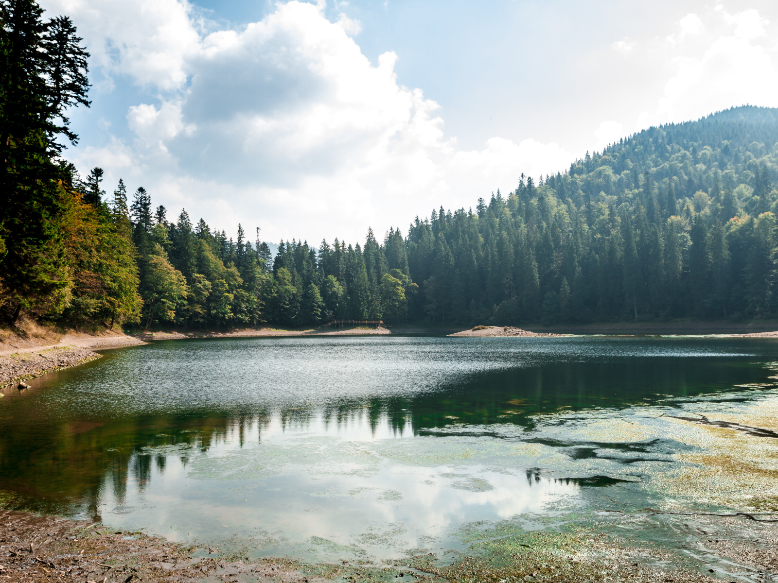 Лесное озеро покрывается тиной на берегу