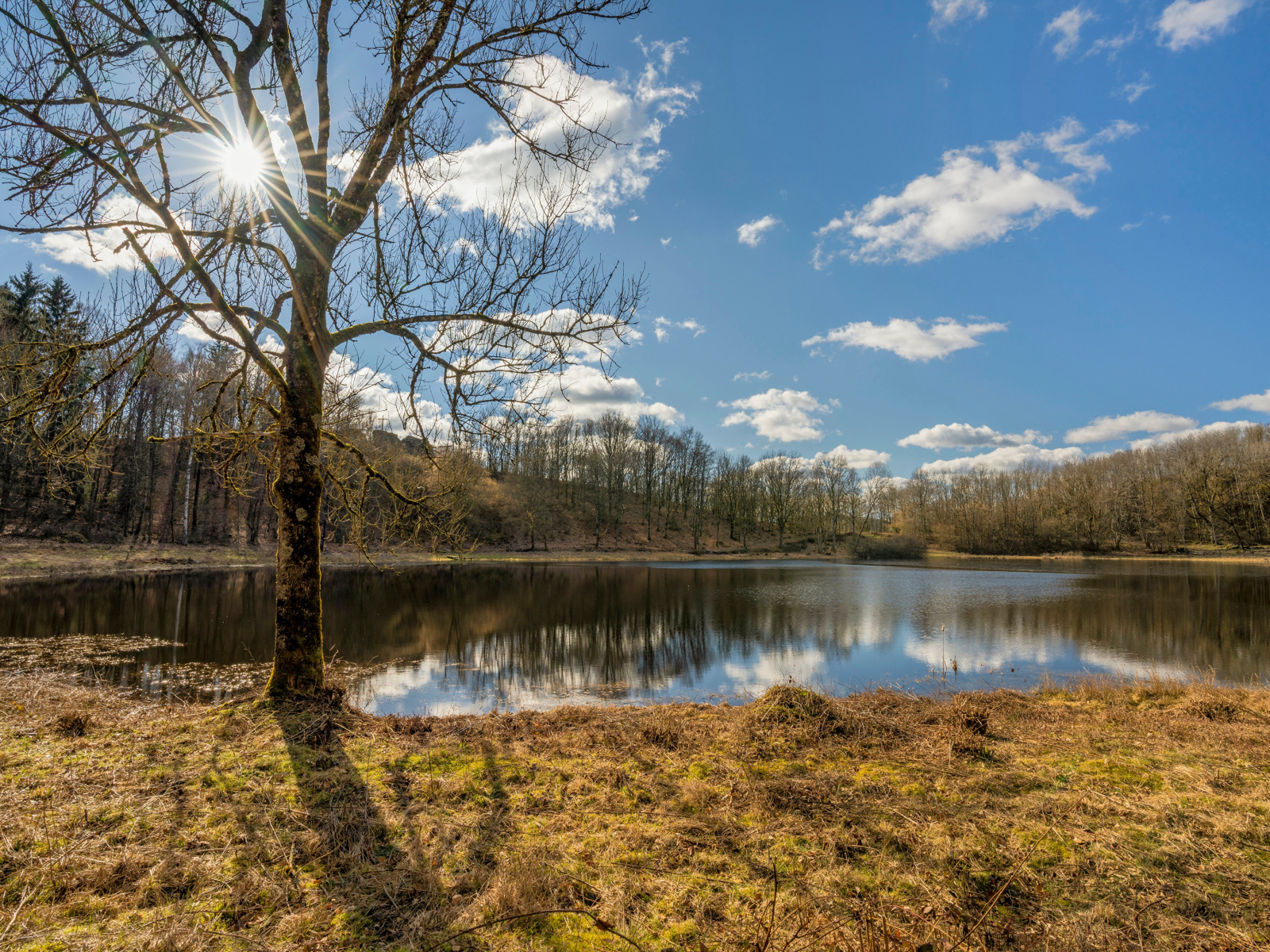 Озеро и деревья в парке в лучах солнца