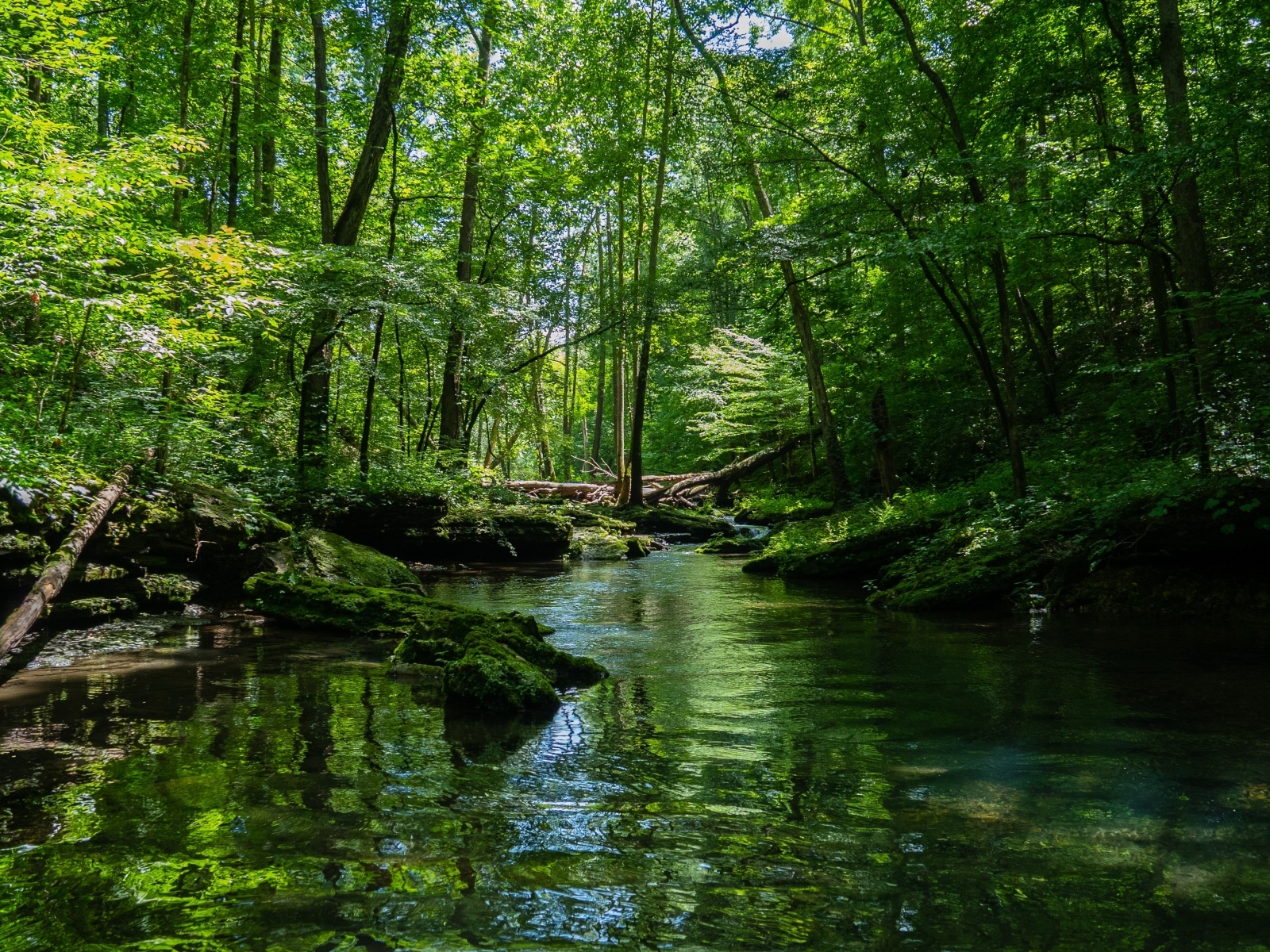 Река в густом зеленом лесу