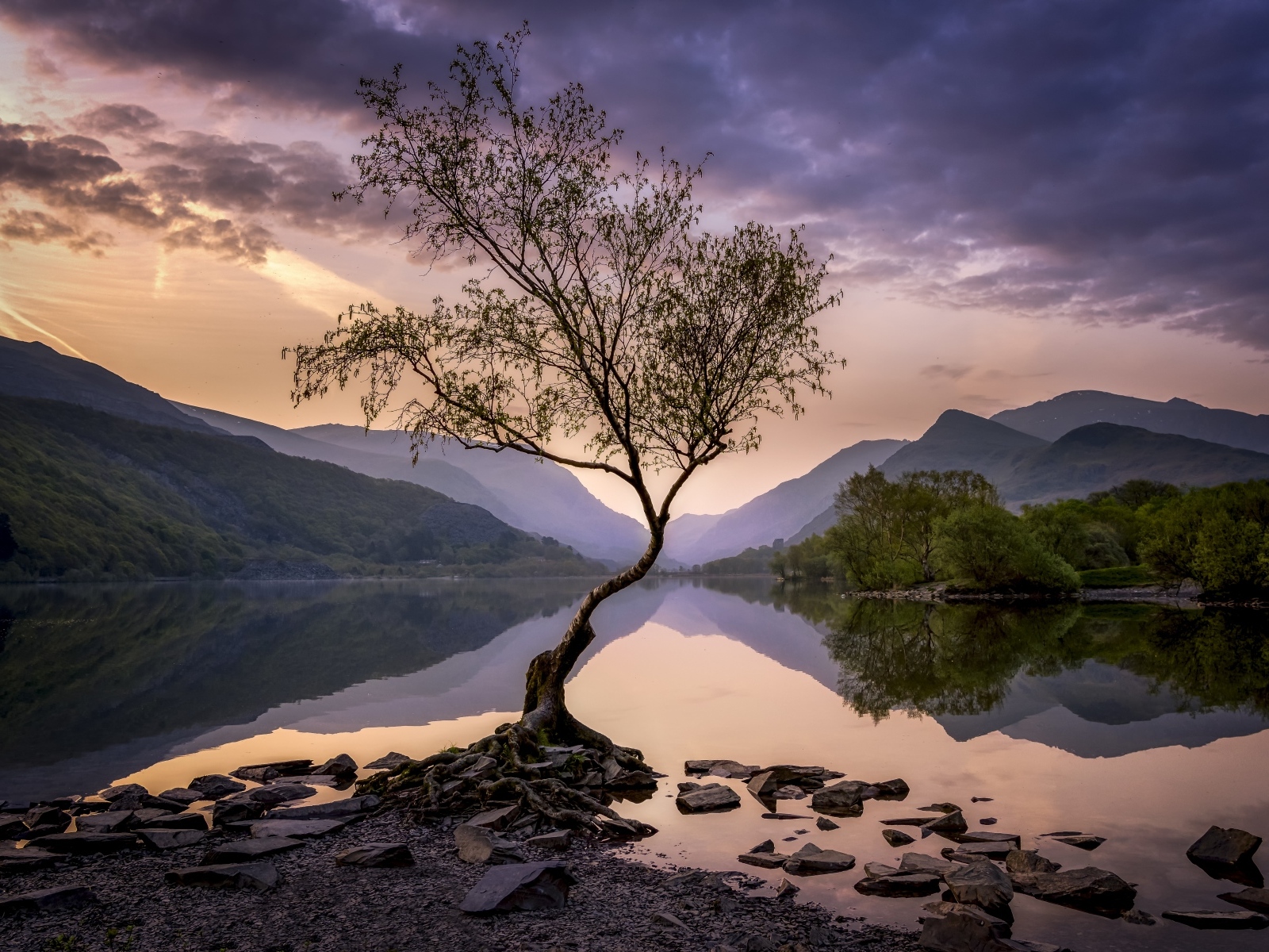 Одинокое дерево на берегу озера