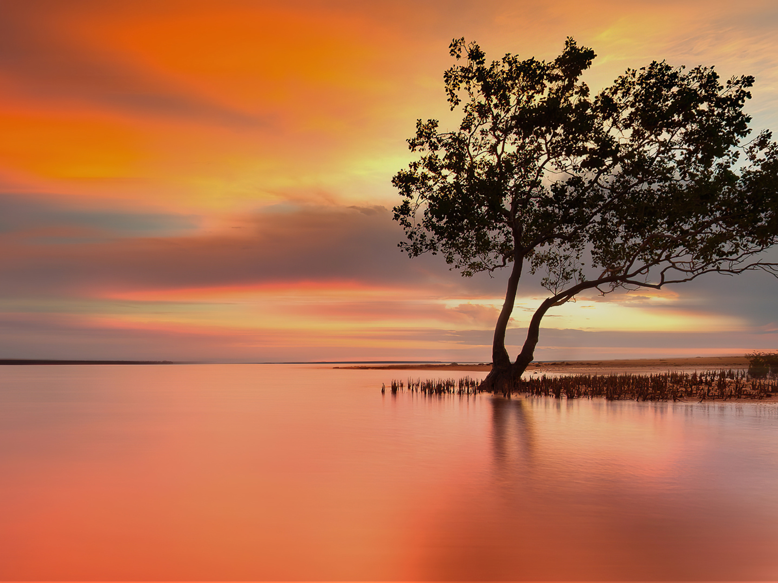 Одинокое дерево в озере на закате солнца