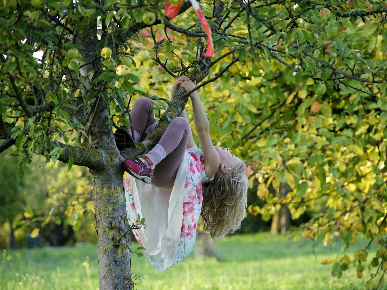 Девочка висит на дереве с яблоками