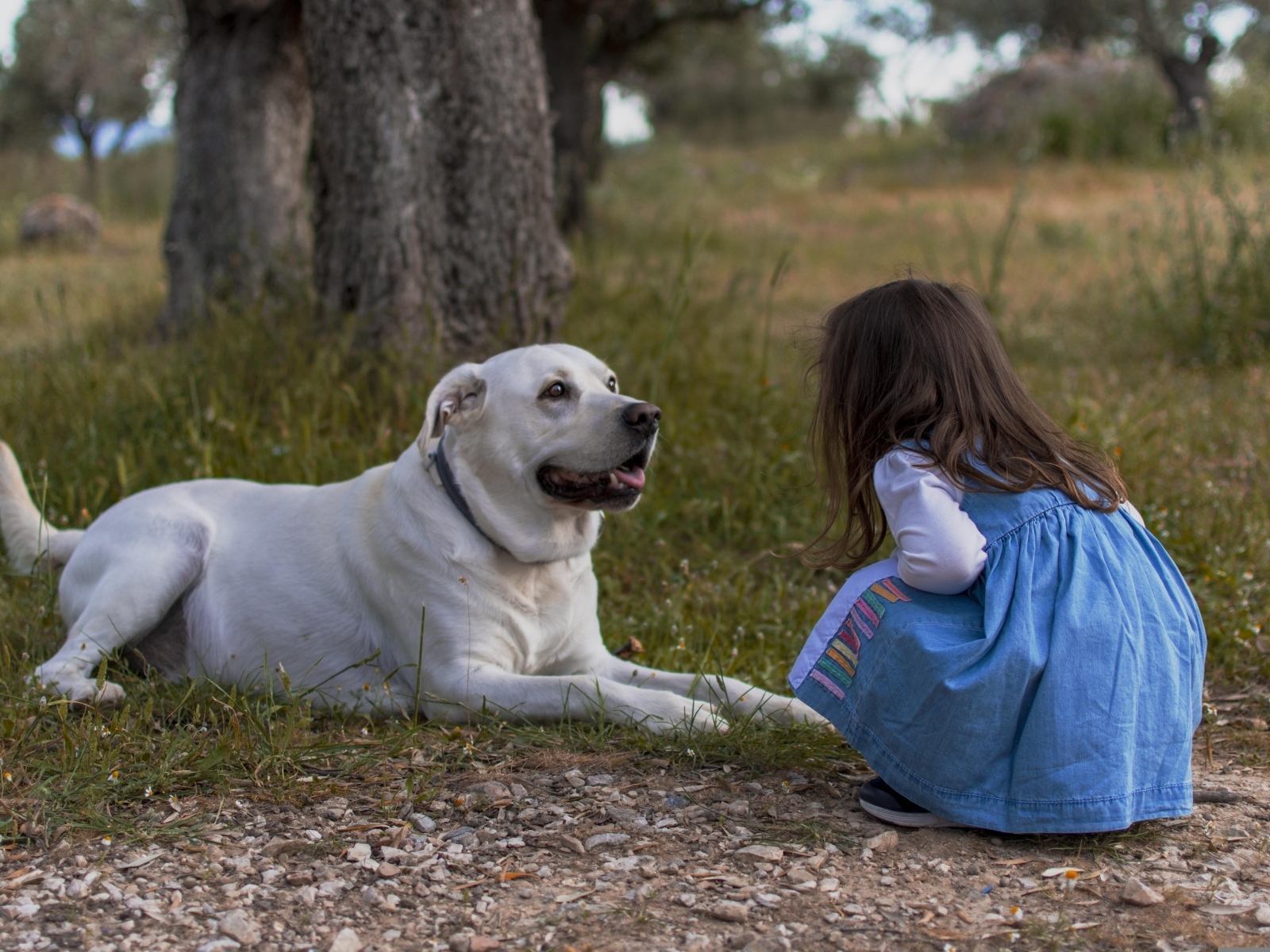 Маленькая девочка с лабрадором у дерева