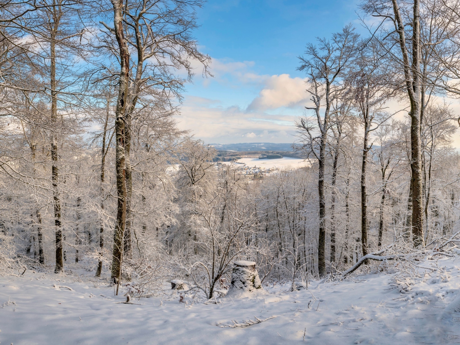 Вид на белый заснеженный зимний лес