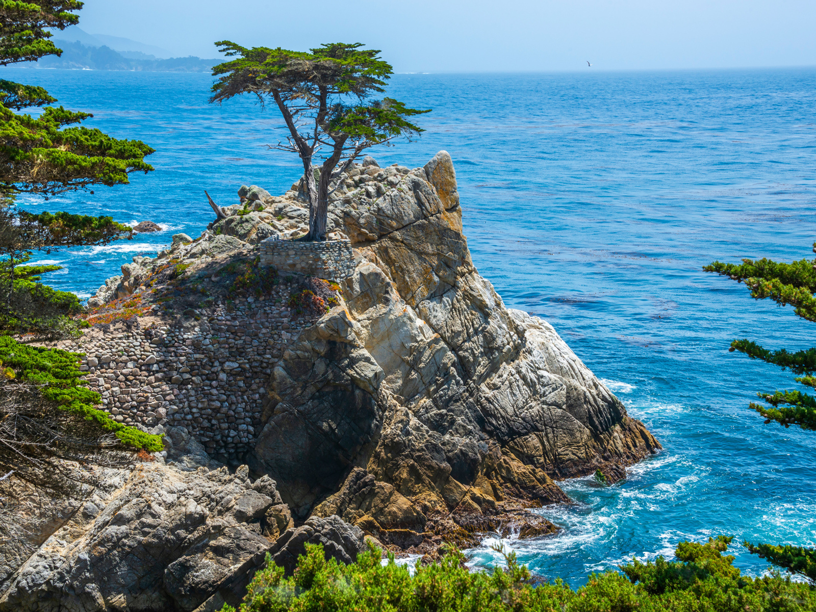 Дерево на вершине скалы у побережья океана Калифорния