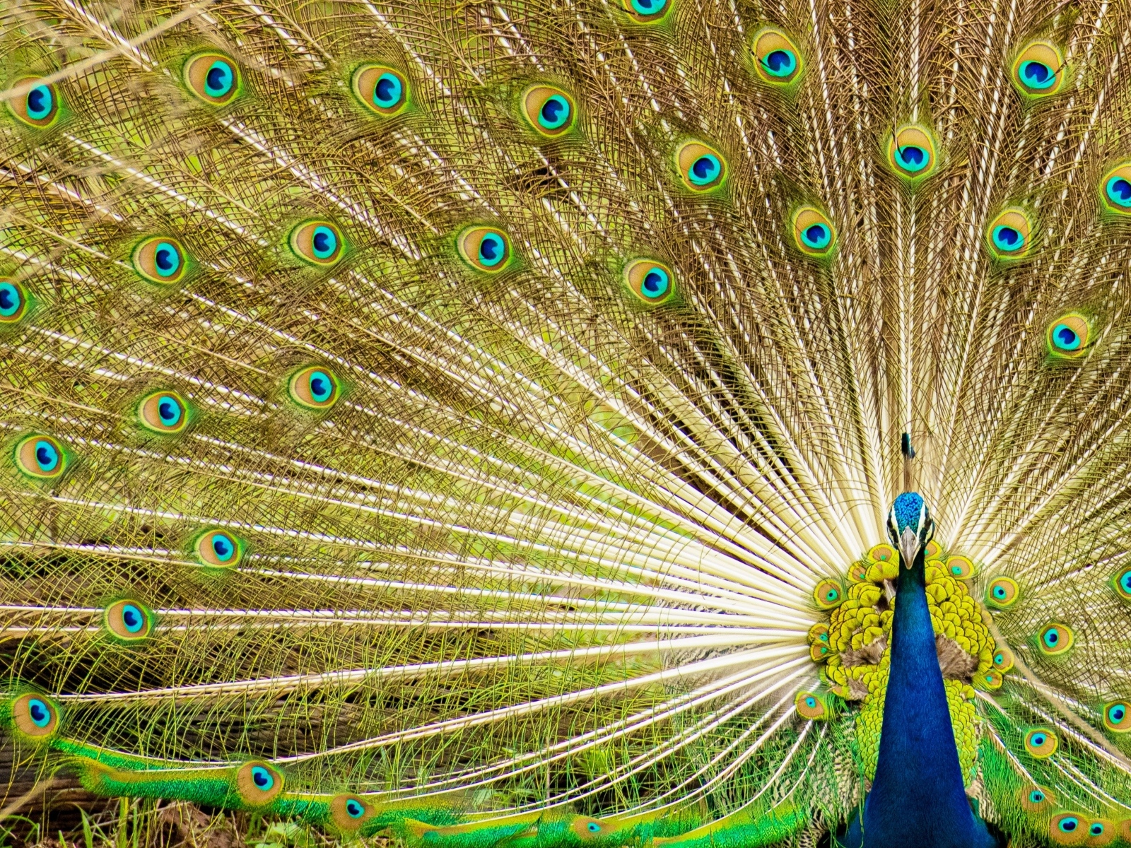 Красивый павлин расправил хвост 