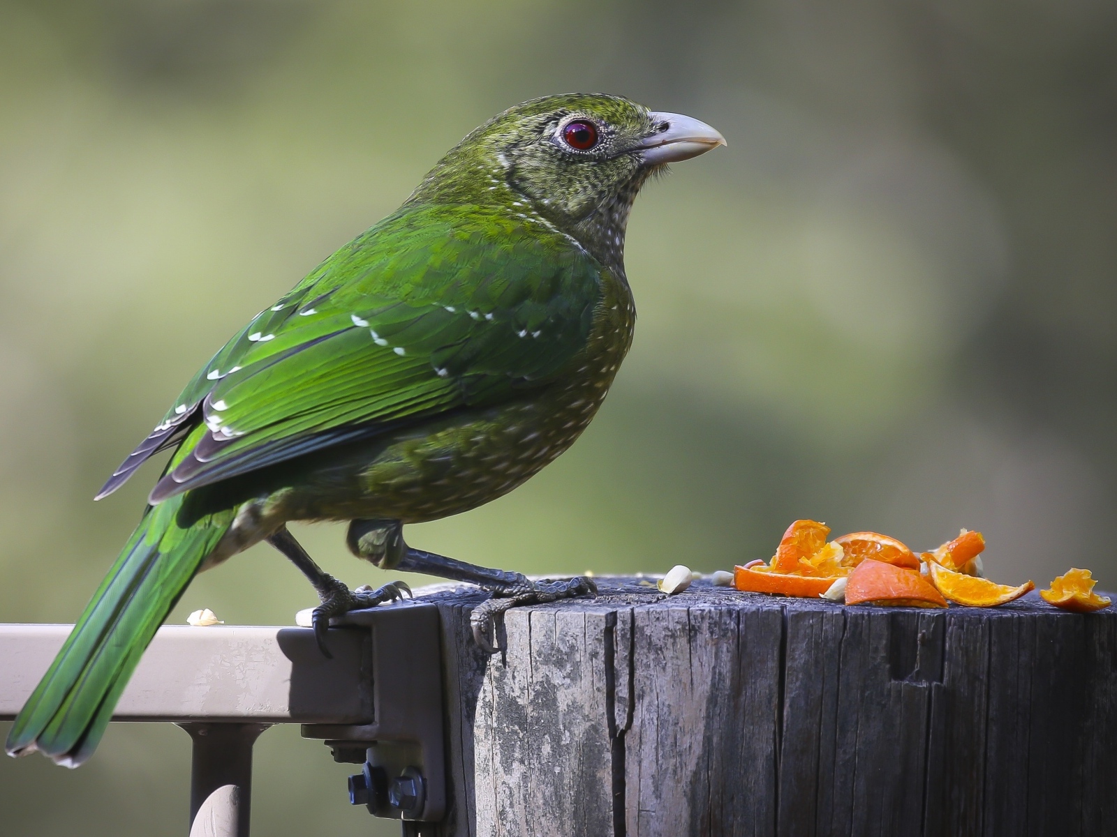 Зеленая птица на пне ест апельсиновые корки