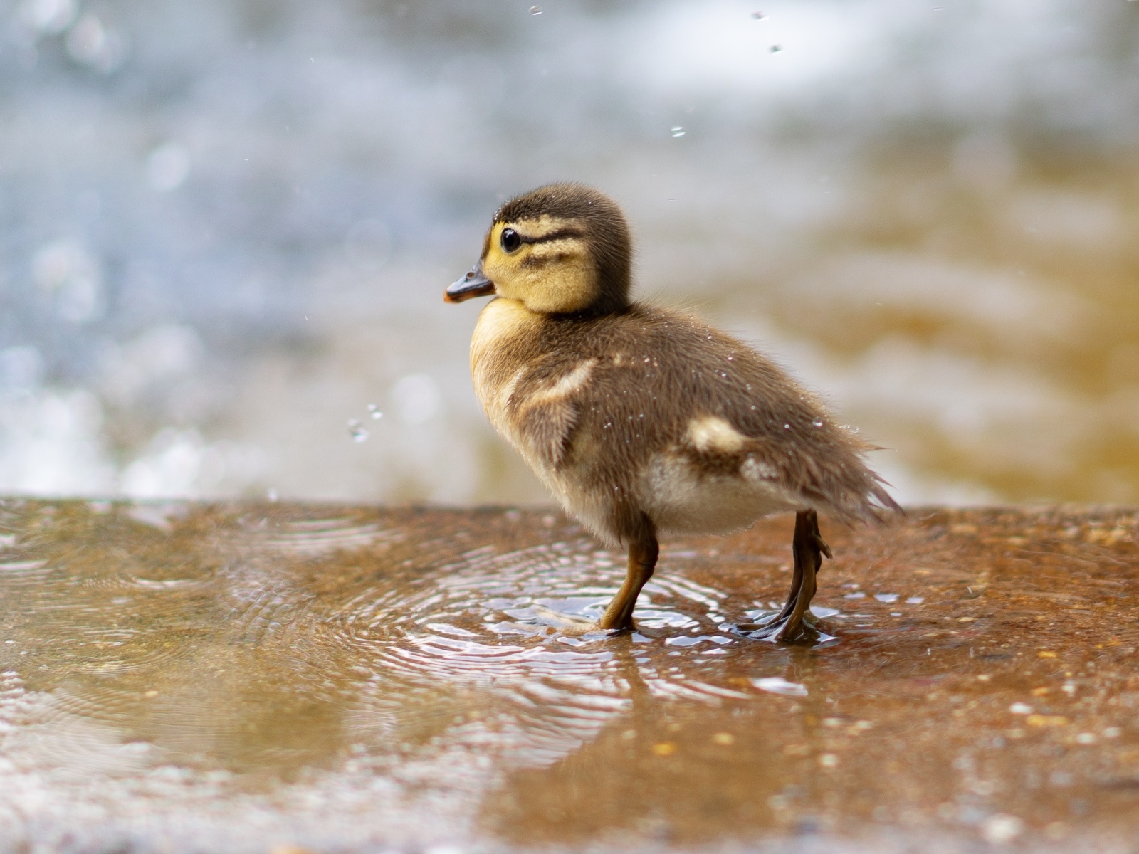 Маленький утенок стоит в луже
