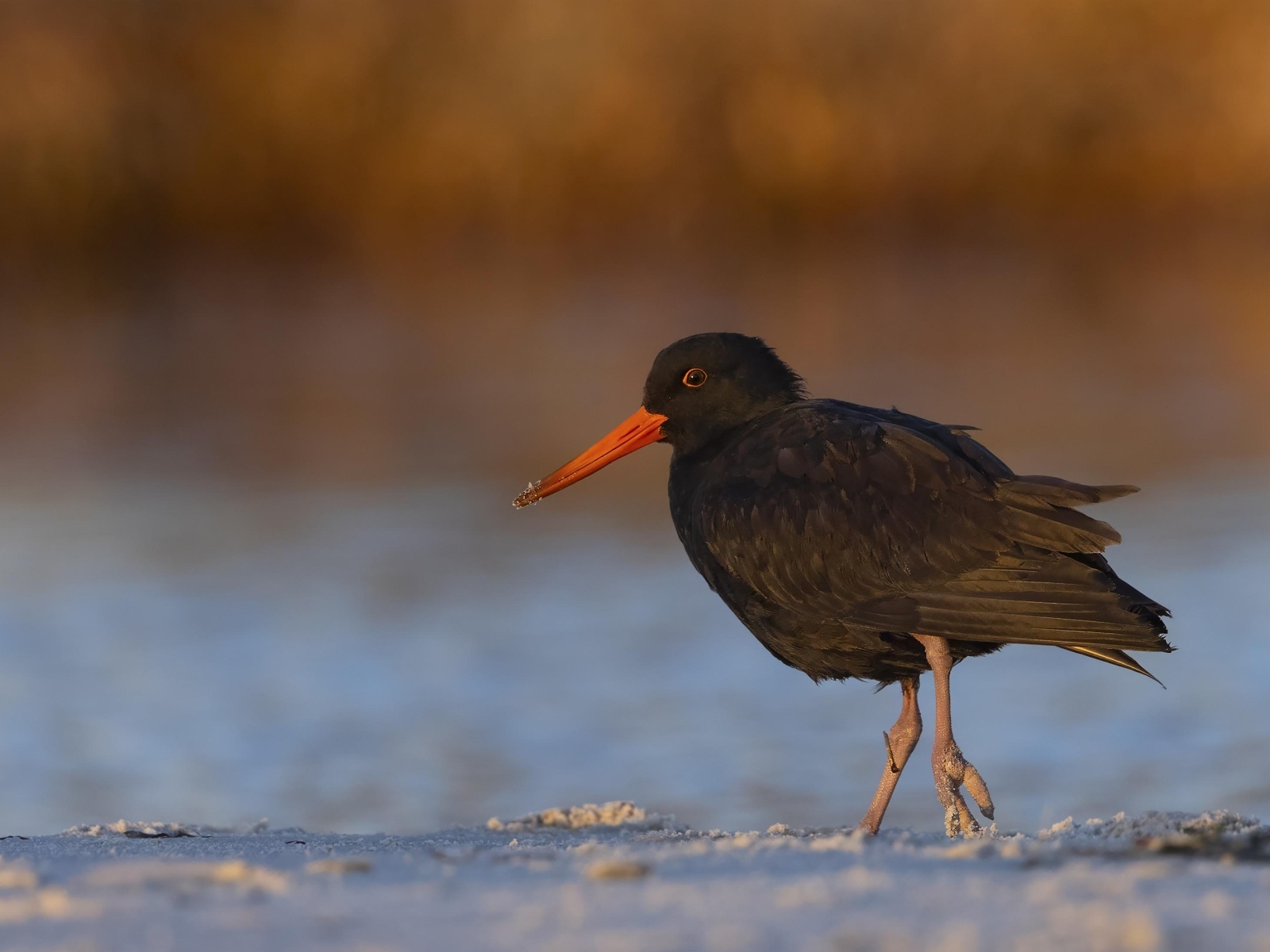 Черный кулик с красным носом идет по песку