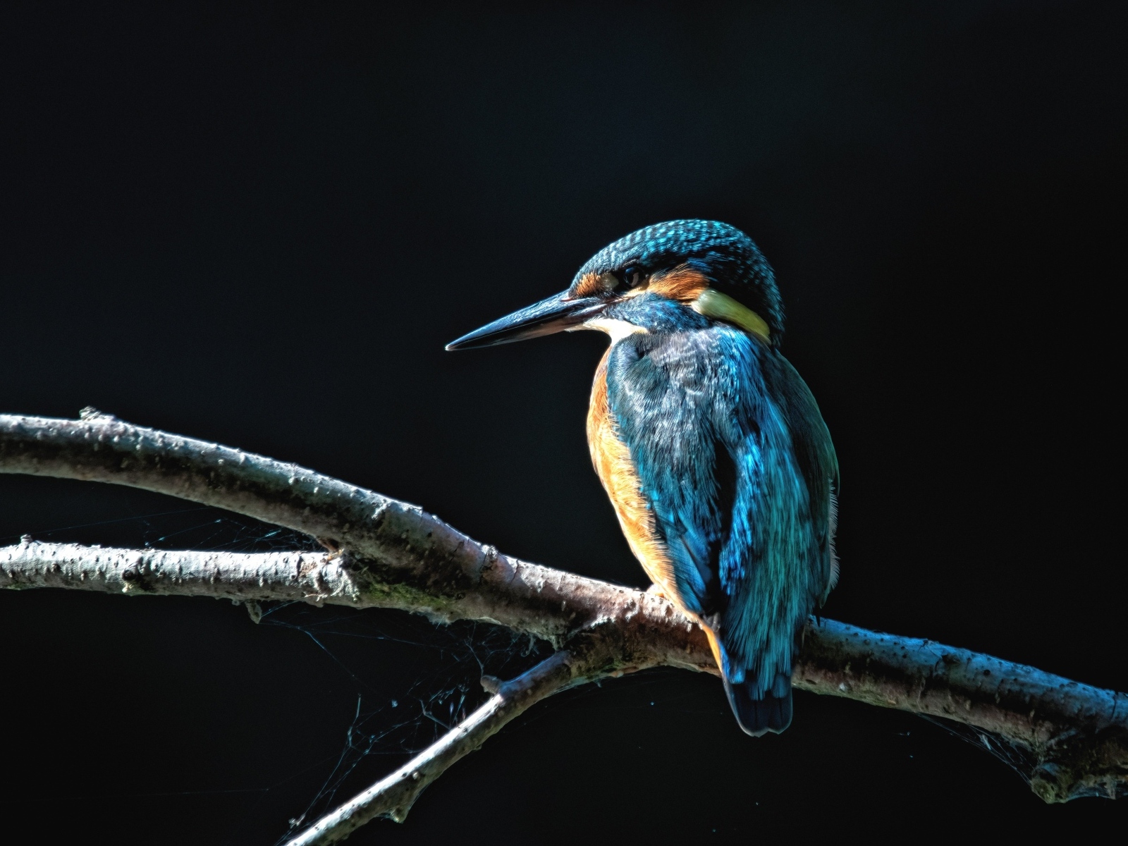 Синяя птица зимородок сидит на ветке на черном фоне