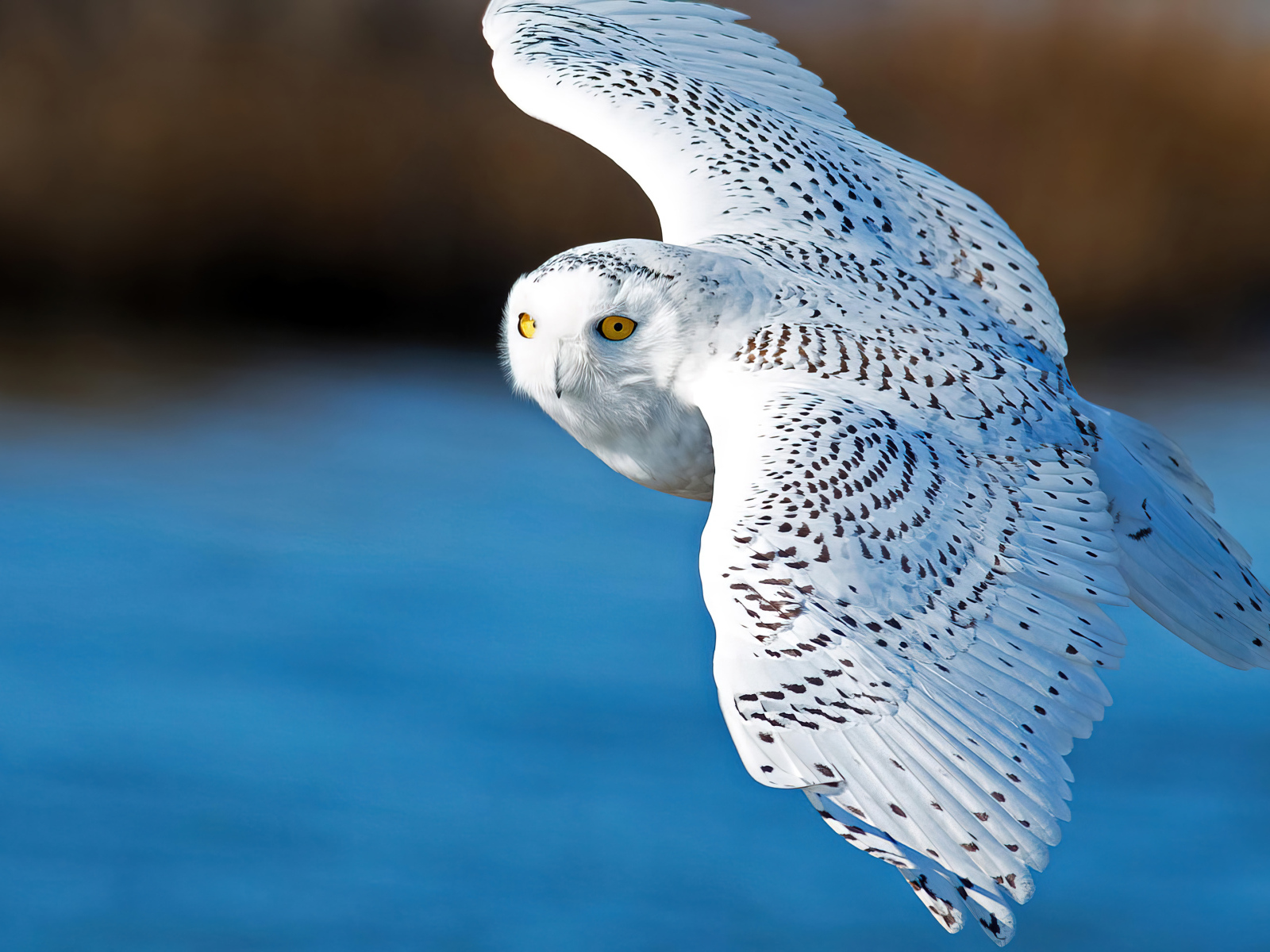 Большая белая сова летит в воздухе