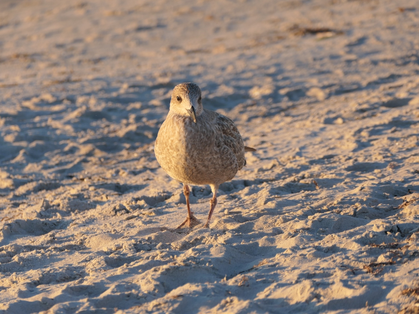 Маленькая серая птичка на песке