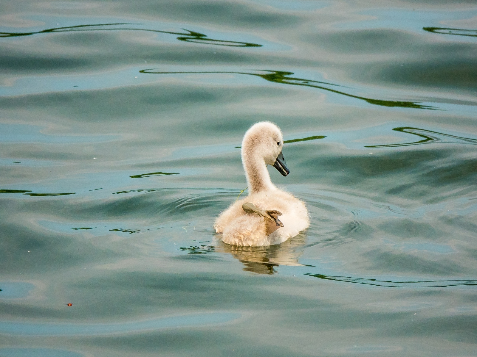 Маленький птенец лебедя в воде