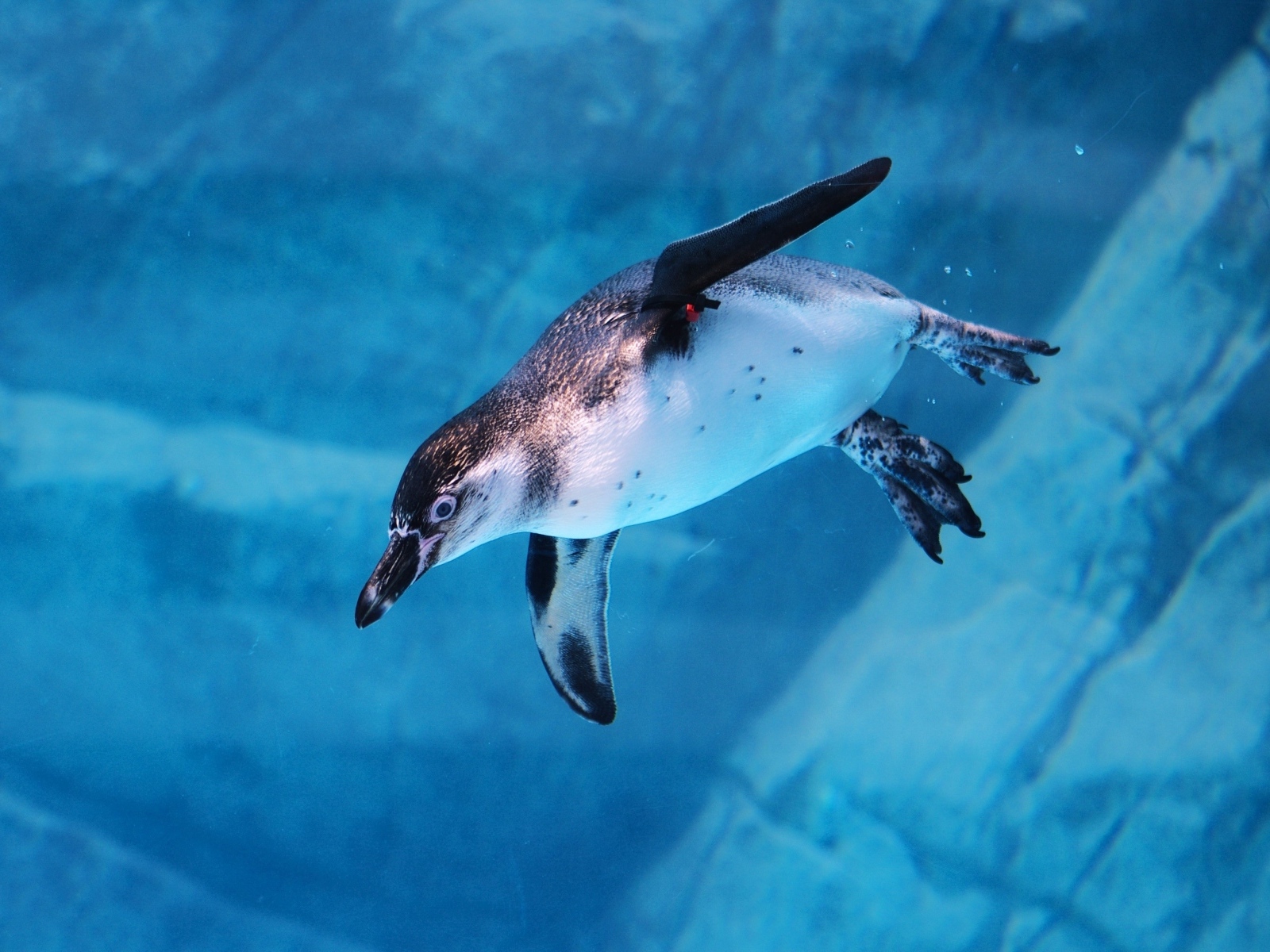 Пингвин плывет под водой