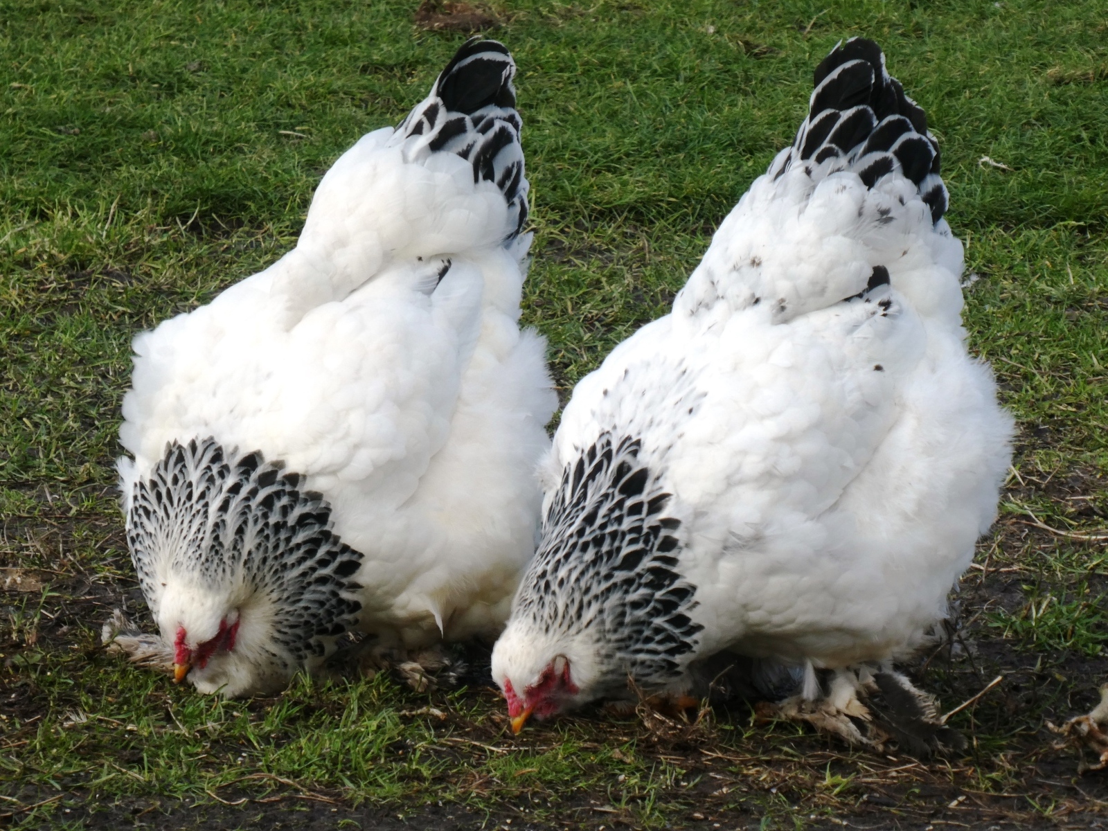 Две домашние курицы на зеленой траве