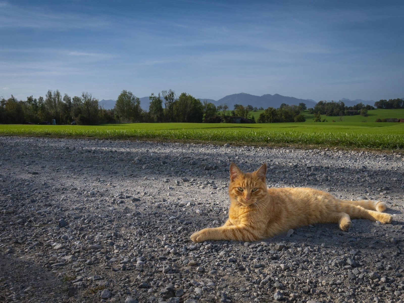 Рыжий кот лежит на дороге