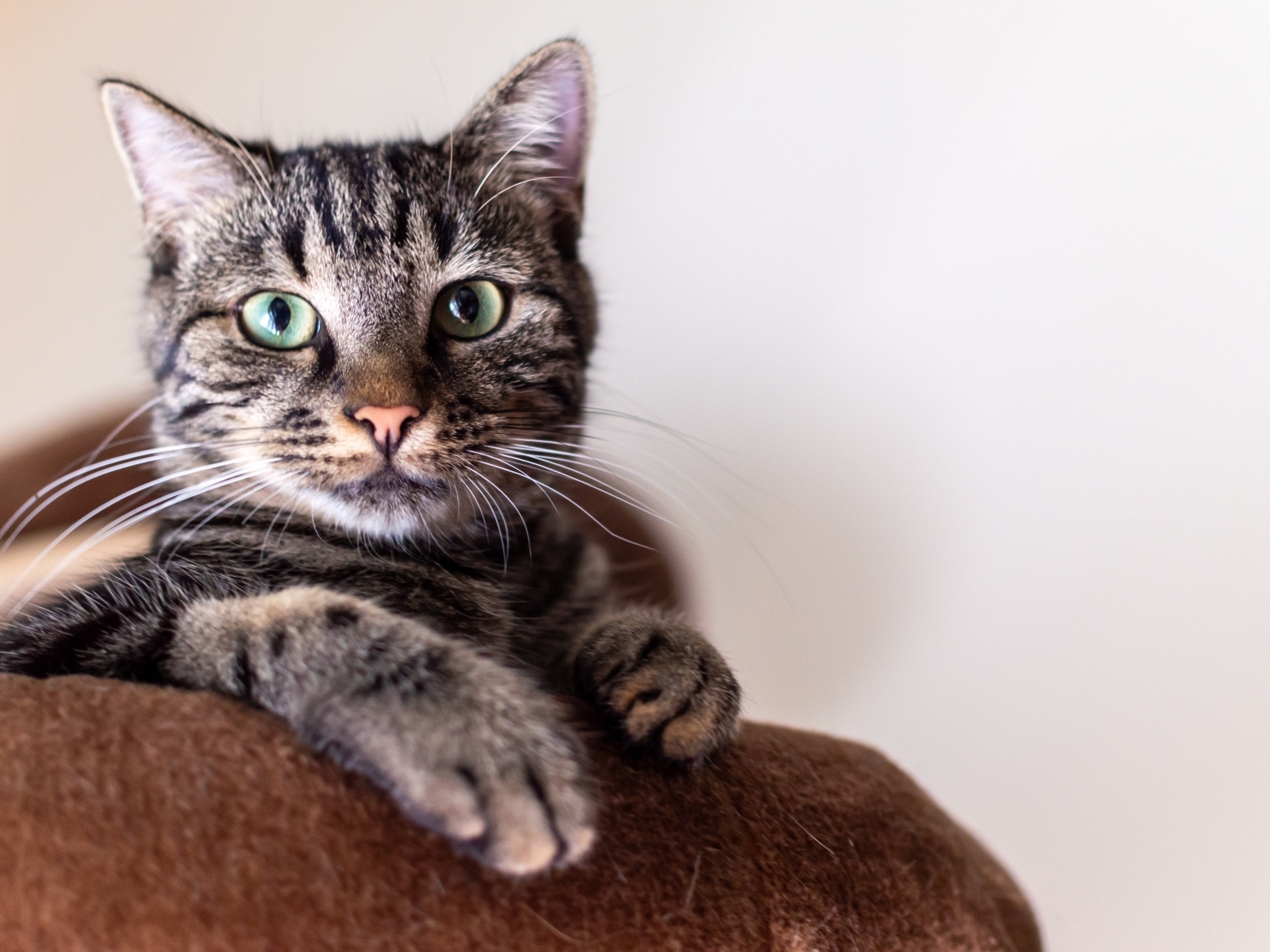 Большой серый зеленоглазый домашний кот 