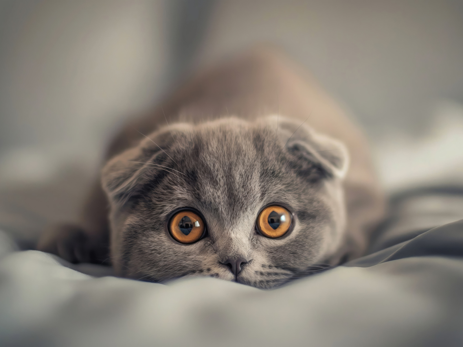 Вислоухий шотландский котенок с коричневыми глазами