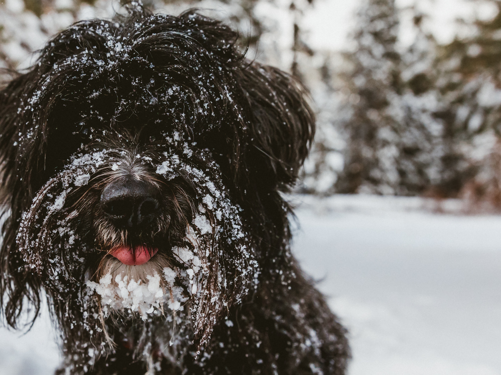 Лохматый породистый пес в снегу