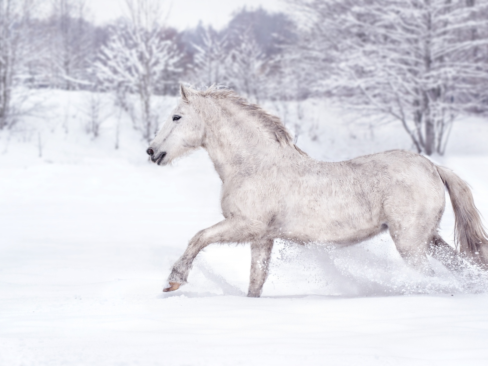 Белый конь скачет по белому снегу