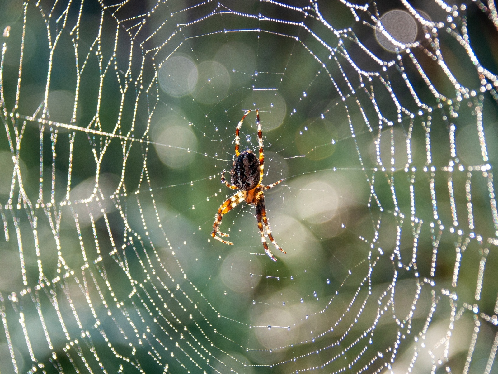 Большой паук в паутине охотится