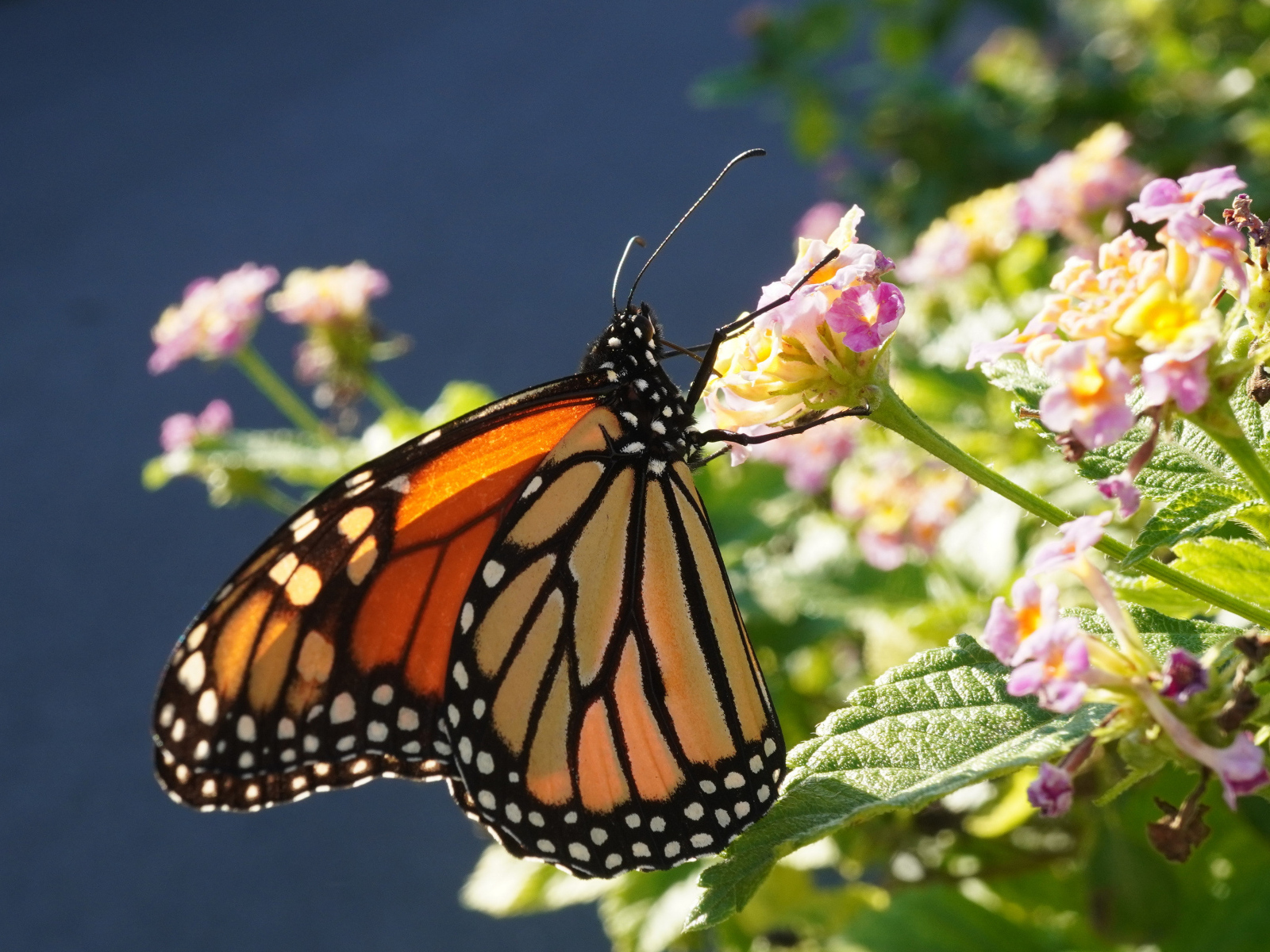 Коричневая бабочка на розовом комнатном цветке