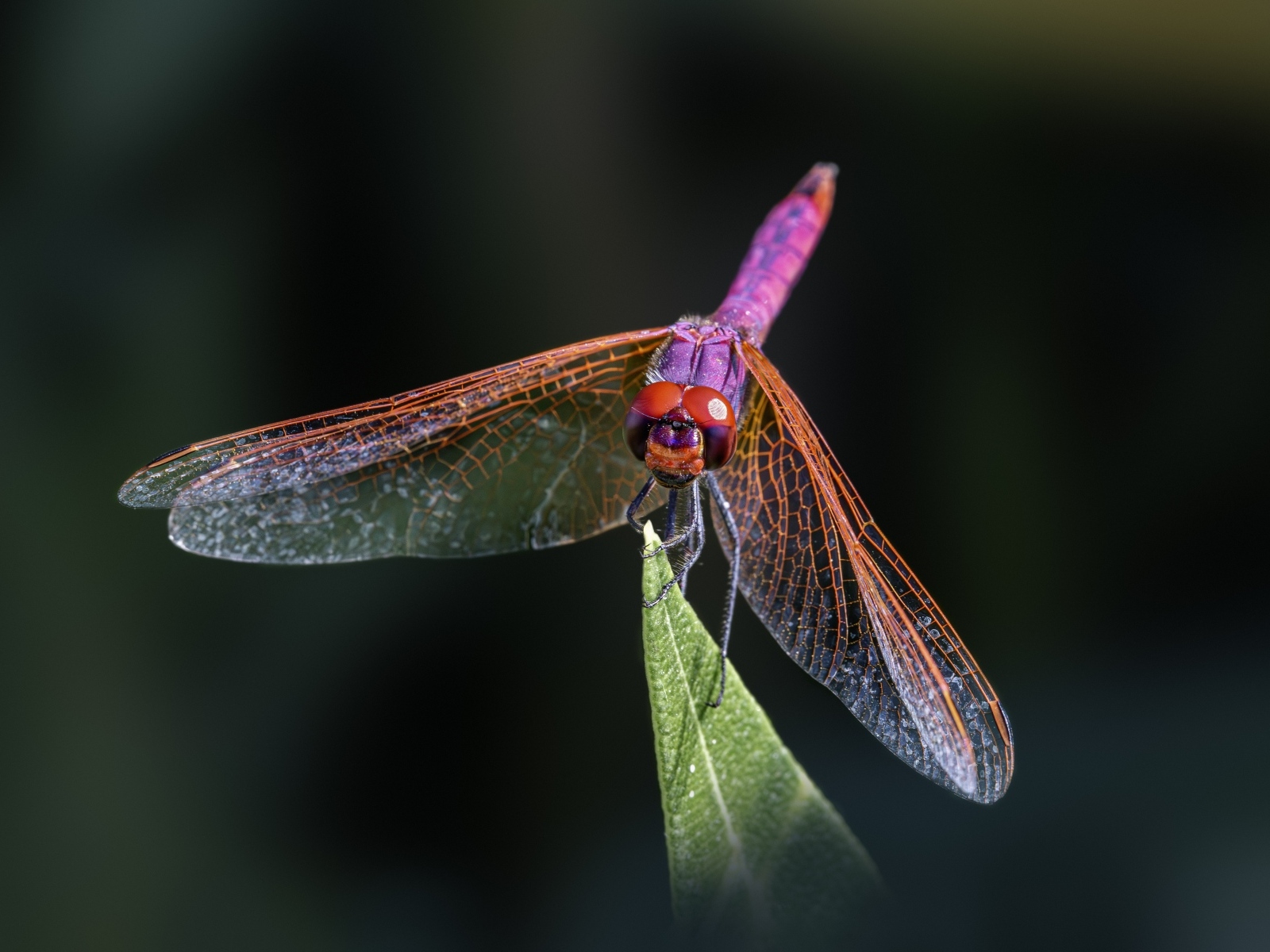 Розовая стрекоза сидит на зеленом листе крупным планом