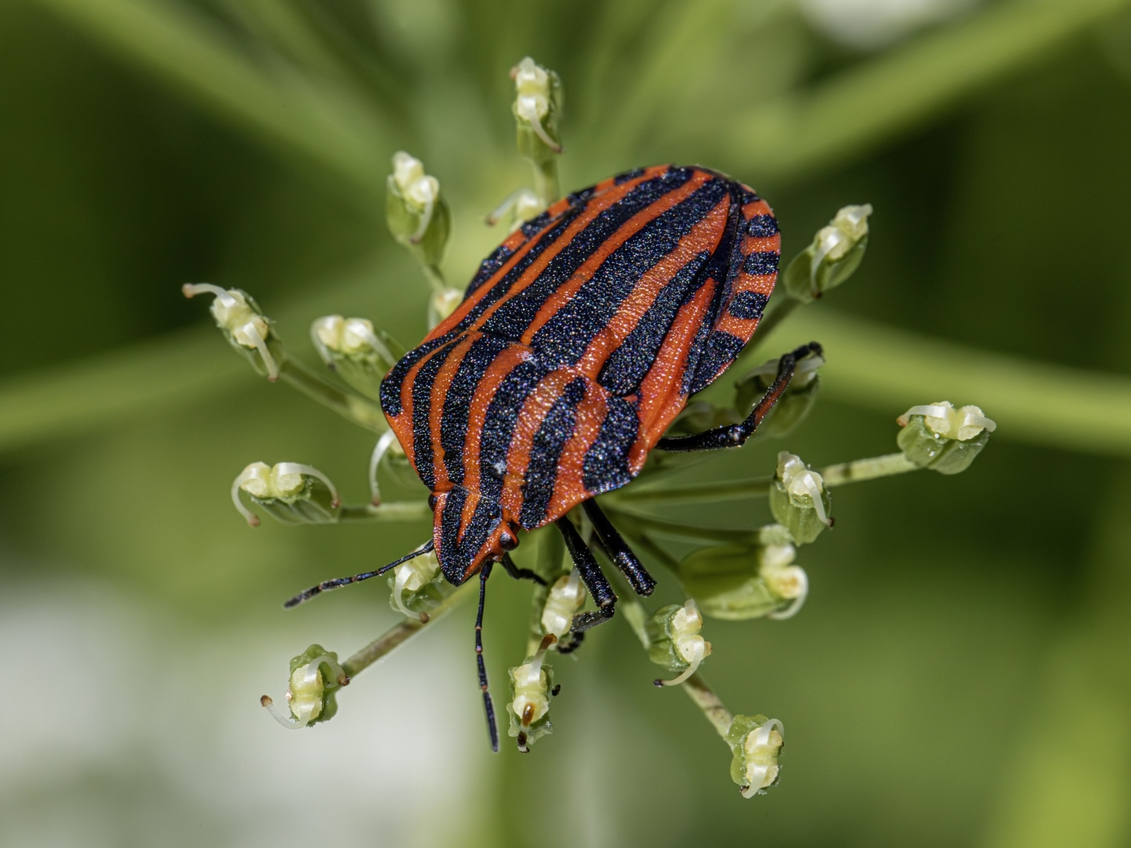 Красный клоп сидит на растении