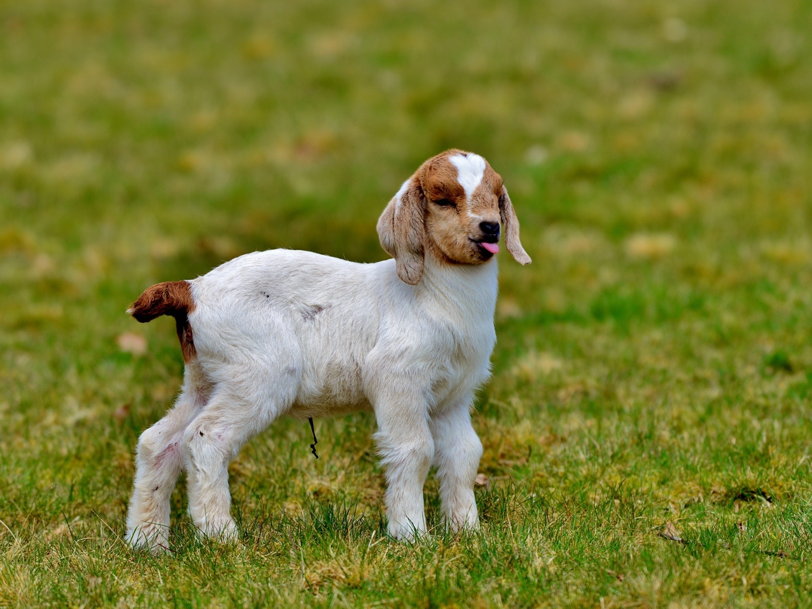 Маленький козленок на зеленой траве