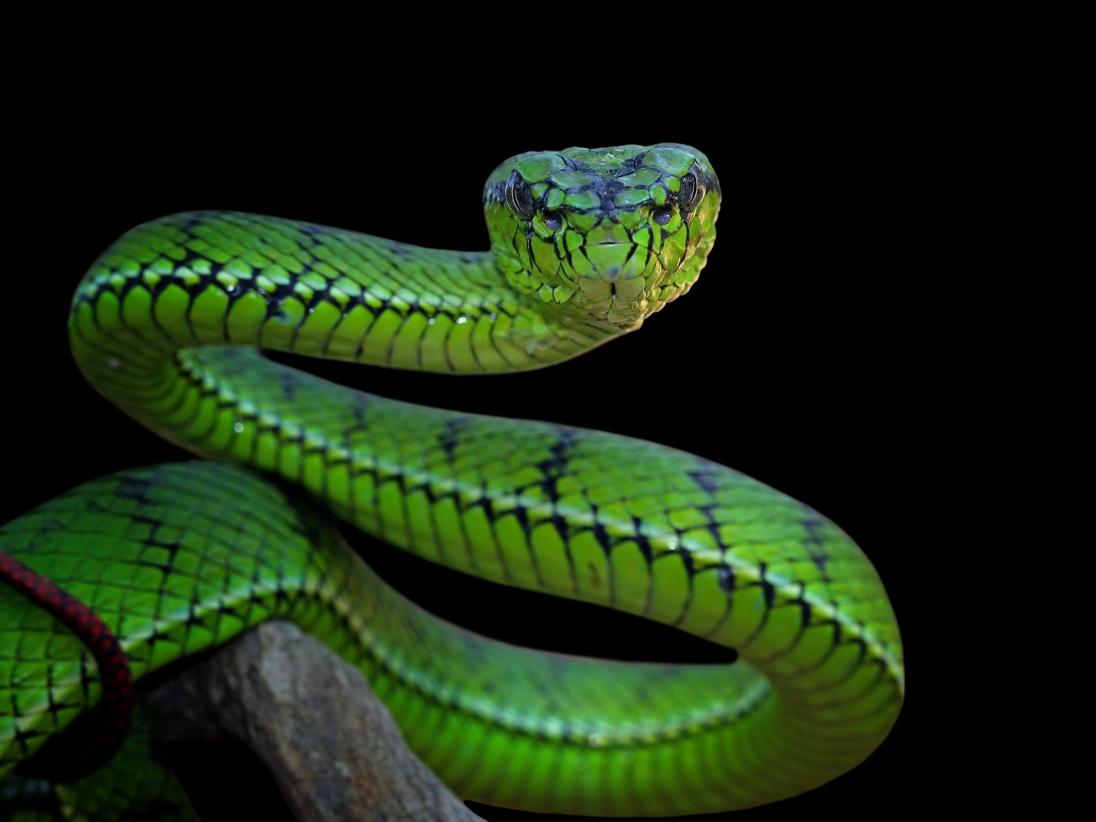 Большая зеленая змея на черном фоне