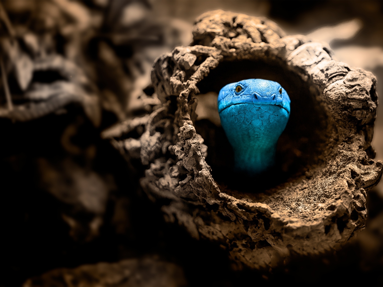 Голубая змея прячется в коряге
