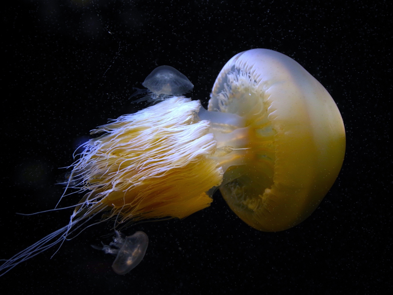 Большая белая медуза под водой